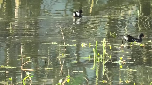 gallinelle d'acqua