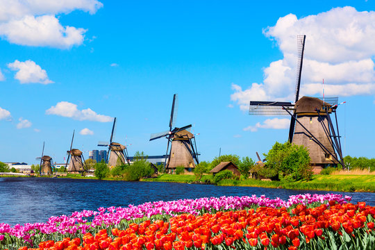 Colorful spring landscape in Netherlands, Europe. Famous windmills in Kinderdijk village with a tulips flowers flowerbed in Holland. Famous tourist attraction in Holland
