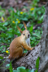 An Eurasian red squirrel (Sciurus vulgaris) in seasonal shedding from gray winter coat to red summer coat with the scale of sunflower seed in its mouth