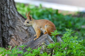 Naklejka na ściany i meble An Eurasian red squirrel (Sciurus vulgaris) in seasonal shedding from gray winter coat to red summer coat on the tree stump