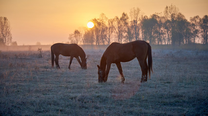 Fototapeta na wymiar two horses graze in a meadow at sunrise