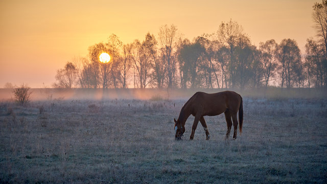 one horse grazes in a meadow at sunrise - Powered by Adobe
