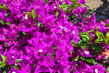 Violet bougainvillea flowers bloom close-up . Turkey