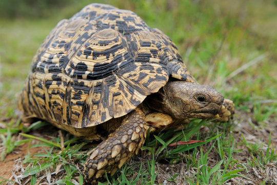 Leopard tortoise in green grass