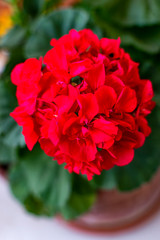 Red flower malvon plant in the foreground.