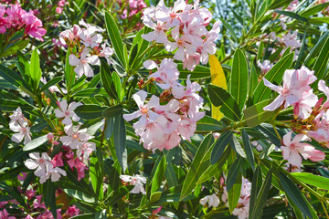 A bush of pink oleander against the blue sky. Turkey