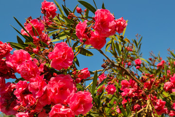 A bush of pink oleander against the blue sky. Turkey