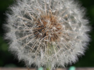 White fluff of dandelion seeds. Reproduction of plants.