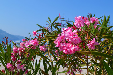 A bush of pink oleander against the blue sky. Turkey