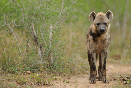 Hyaena look towards camera