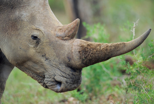 White rhinoceros