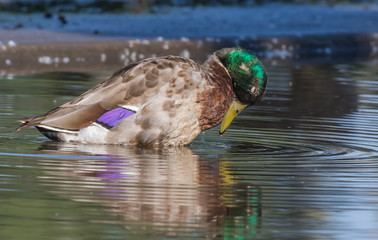 male mallard at presque isle Erie Pennsylvania 