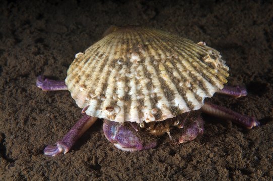 Samurai Crab or Granulated Mask Crab (Paradorippe granulata), Sea of Japan, Primorsky Krai, Russian Federation