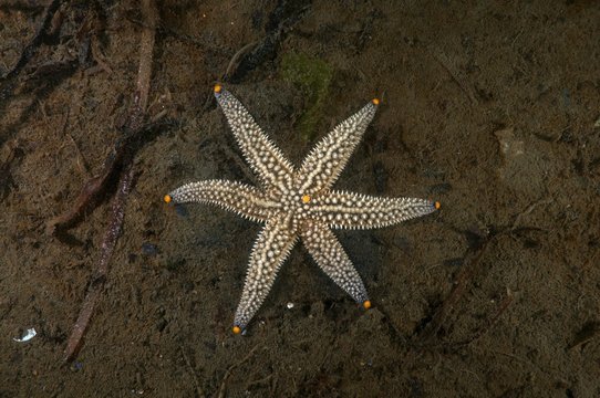 Genetical mutation, Starfish (Distolasterias nipon) with six-rays instead of a five-rays, Sea of Japan, Primorsky Krai, Russian Federation