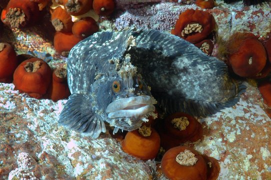 Japanese Warbonnet or Fringed Blenny (Chirolophis japonicus), Sea of Japan, Primorsky Krai, Russian Federation
