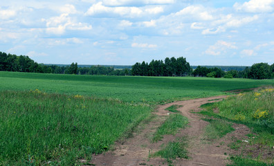 Green field in the middle of the forest