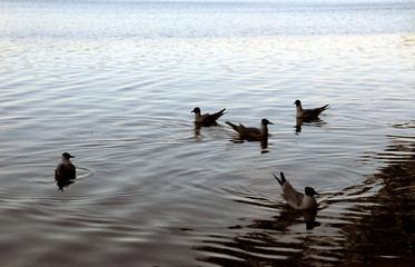 Ask the seagulls to eat at lake