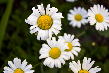 Obraz na płótnie Canvas white little daisies in the grass