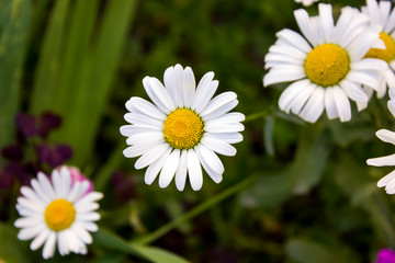 Obraz na płótnie Canvas white little daisies in the grass
