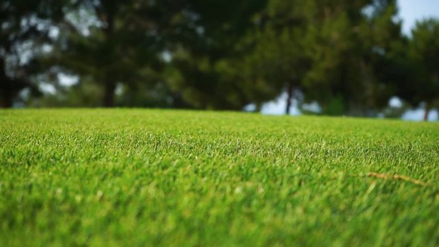 Golf course with green grass. A place for recreation, sports and entertainment. Green background. Close up