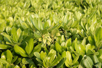 Obraz premium Green leaves as background or texture. Tropical plants concept.