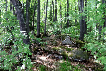 Stones forest lake trees bushes