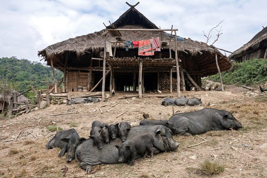 Typical longhouse of the Loi, mountain village Wan Sen, pigs in front, near Kyaing Tong, Golden Triangle, Myanmar, Asia