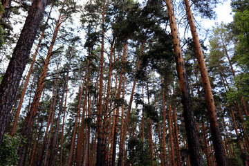 pine forest in the Urals