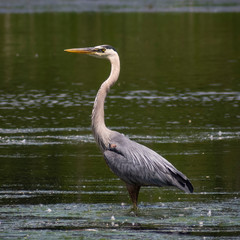 great blue heron in pond
