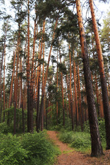Obraz premium pine forest in the Urals