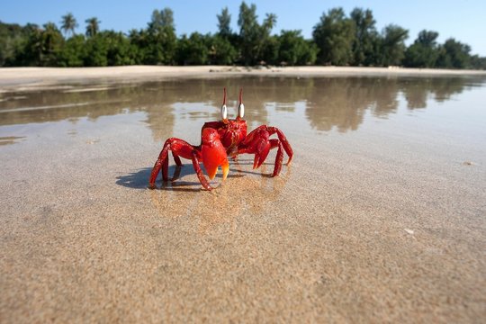 Red crab (Brachyura) on the beach of Ngapali Beach, Ngapali, Thandwe, Rakhine State, Myanmar, Asia