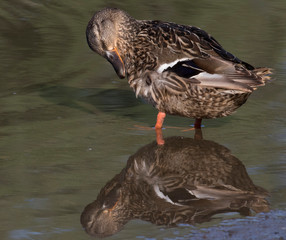 female mallard at presque isle Erie Pennsylvania 