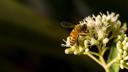 Bee looking for pollen