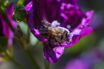 Bee full of white spherical pollen in a purple flower