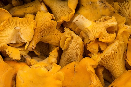 Chanterelles (Cantharellus cibarius), Viktualienmarkt, Munich, Bavaria, Germany, Europe