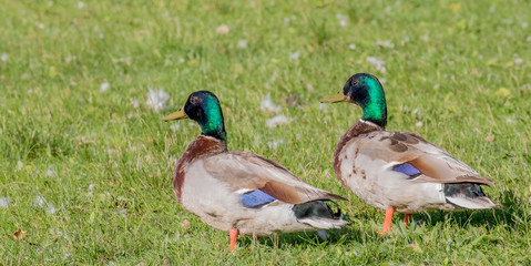 2 males mallard at presque isle Erie Pennsylvania 