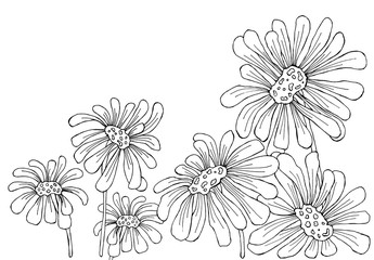 Chamomile flowers in graphic style. Design of a background, poster, cards, greetings, weddings, invitations, advertising, banner