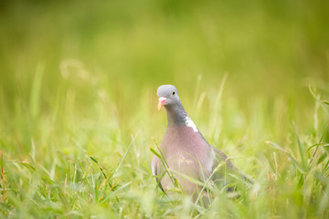 Wood pigeon (Columba palumbus) walking on meadow with blurred green background