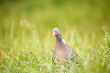 Wood pigeon (Columba palumbus) walking on meadow with blurred green background