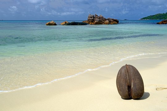 Coco de Mer (Lodoicea maldivica) on the beach of Anse Boudin, fruit of the sea coconut tree, Seychelles, Africa