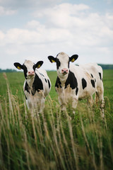 A portrait of two Dutch cows