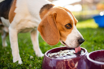 Beagle dog drinking water to cool off in shade