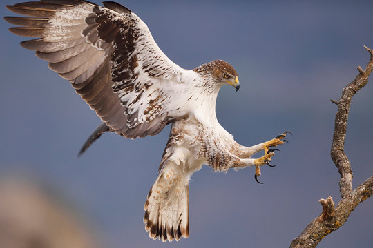 Hawk-Eagle landing on branch