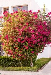 Bush with beautiful red flowers near the building at sunny day.