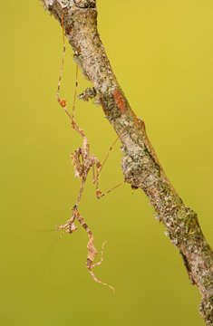 Ornate mantis (Gongylus gongylodes), Southeast Asia, captive