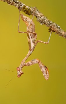 Cryptic mantis (Sibylla pretiosa), East Africa, captive