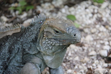 tropical island grand cayman beach summer