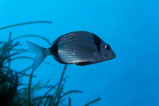 Common two-banded seabream (Diplodus vulgaris), Corfu, Ionian Islands, Greece, Europe
