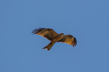A black kite in flight with spread wings as seen from below