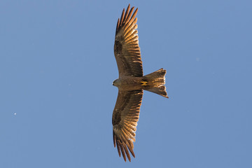 A black kite in flight with spread wings as seen from below